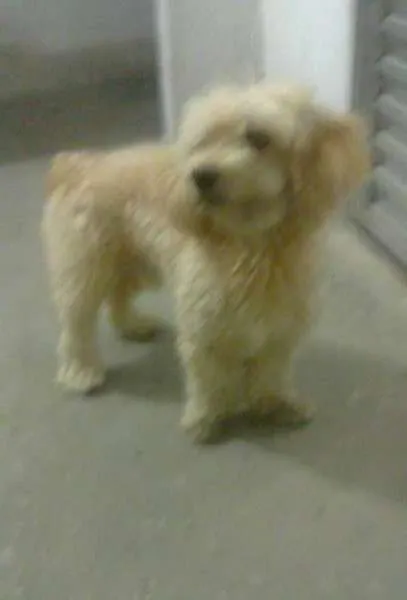 Cachorro raça Poodle idade 4 anos nome Simba