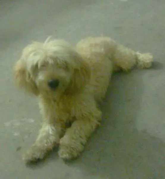 Cachorro raça Poodle idade 4 anos nome Simba