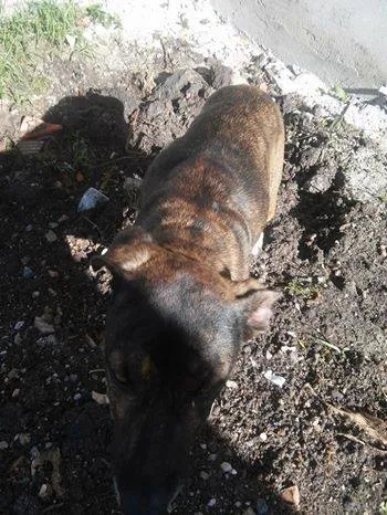 Cachorro ra a SRD idade  nome AMORA