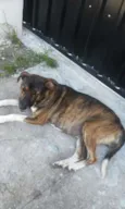 AMORA