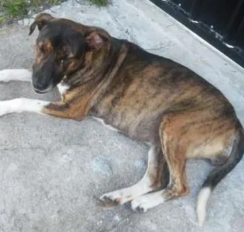 Cachorro ra a SRD idade  nome AMORA