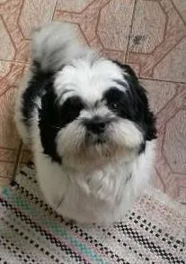 Cachorro ra a Shitzu idade 3 anos nome PINGO