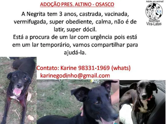 Cachorro ra a SRD idade 3 anos nome NEGRITA