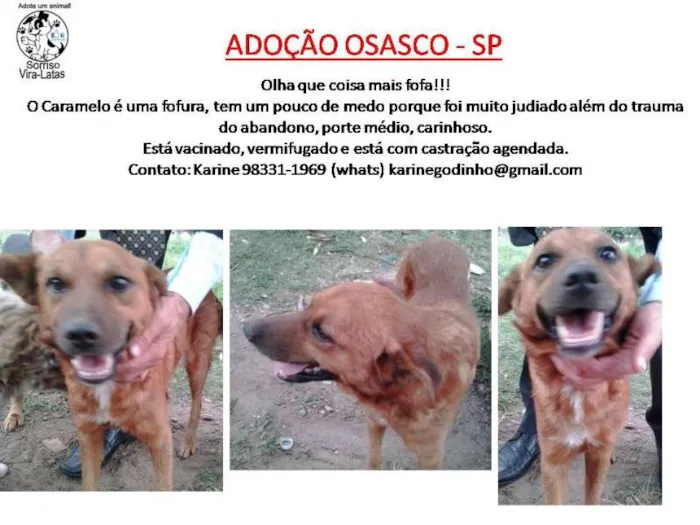 Cachorro ra a SRD idade 2 anos nome CARAMELO