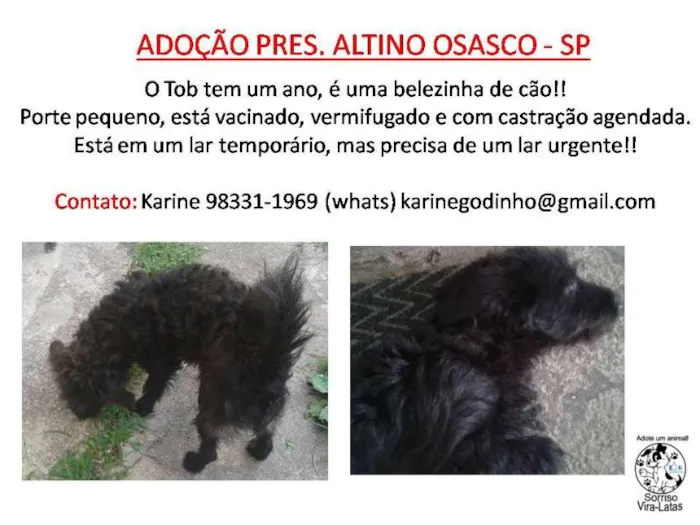 Cachorro ra a SRD idade 1 ano nome TOB