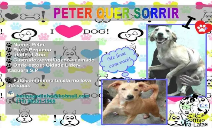 Cachorro ra a SRD idade 1 ano nome PETER