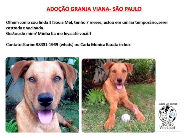 Cachorro ra a SRD idade 7 a 11 meses nome MEL