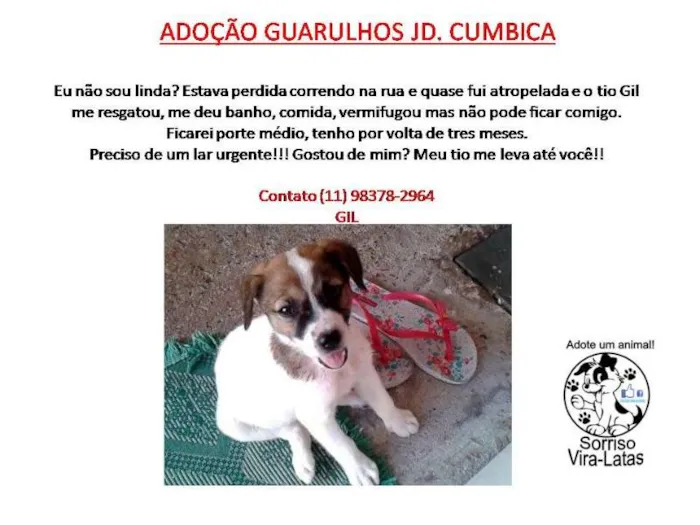 Cachorro ra a SRD idade  nome RIQUEZA