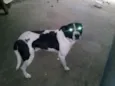 Bolinha