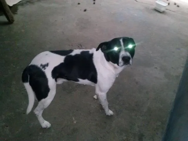 Cachorro ra a PitBull com Vira Lata idade 4 anos nome Bolinha
