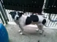Bolinha