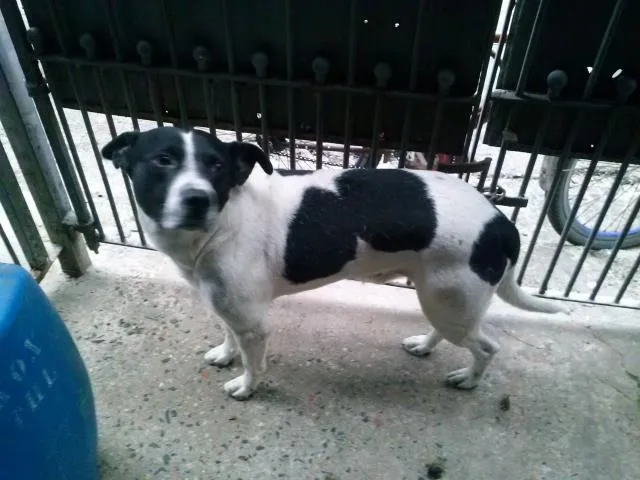 Cachorro ra a PitBull com Vira Lata idade 4 anos nome Bolinha