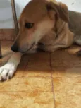 Estrela