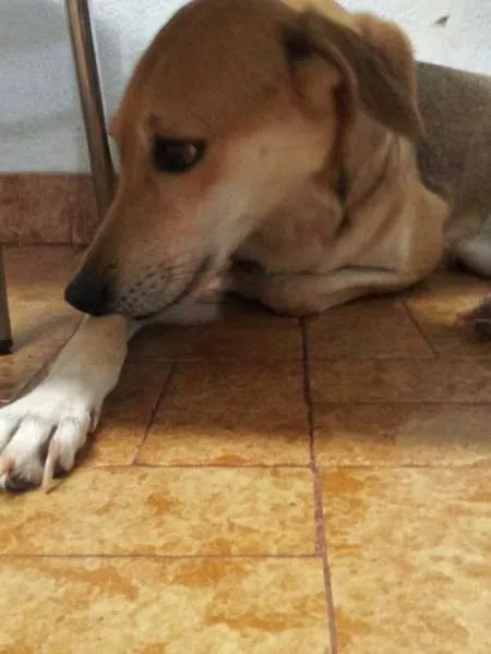Cachorro ra a SRD idade 2 anos nome Estrela