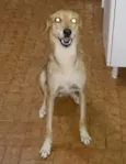 Estrela