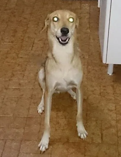 Cachorro ra a SRD idade 2 anos nome Estrela