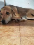 Estrela