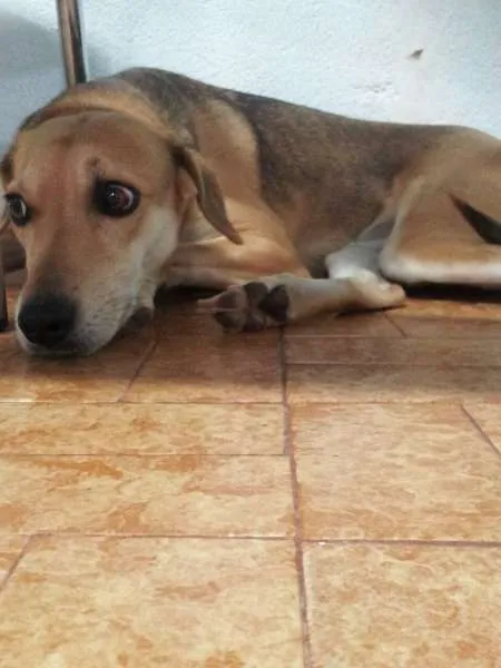 Cachorro ra a SRD idade 2 anos nome Estrela