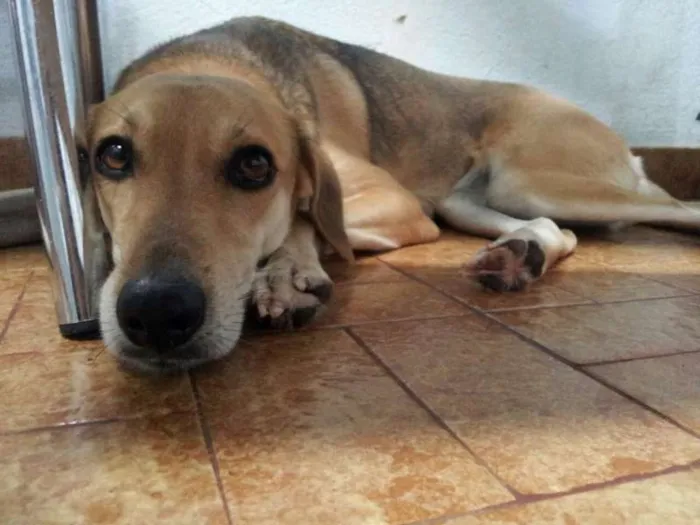 Cachorro ra a SRD idade 2 anos nome Estrela