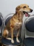 Estrela