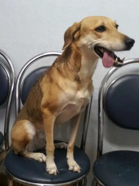 Cachorro ra a SRD idade 2 anos nome Estrela