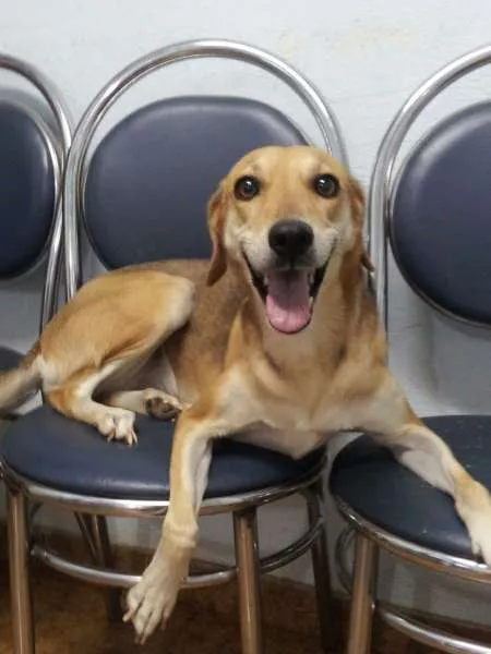 Cachorro ra a SRD idade 2 anos nome Estrela