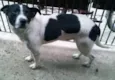 Bolinha