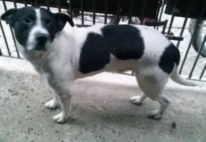 Cachorro raça PitBull com Vira Lata idade 4 anos nome Bolinha