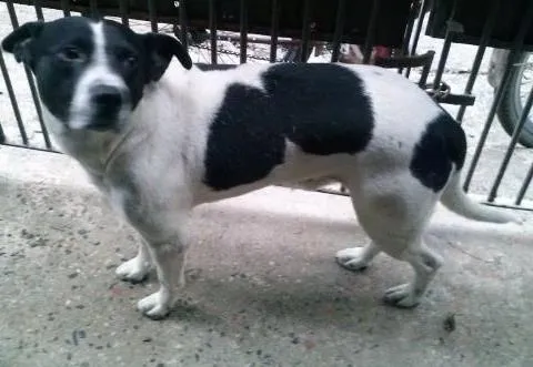 Cachorro ra a PitBull com Vira Lata idade 4 anos nome Bolinha