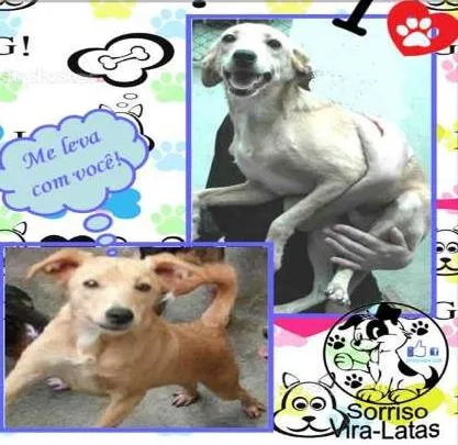 Cachorro ra a SRD idade 1 ano nome PETER