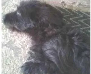 Cachorro raça SRD idade 1 ano nome TOB