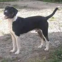 Cachorro raça SRD idade 1 ano nome ZECA