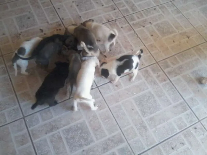 Cachorro ra a  idade 2 a 6 meses nome carente