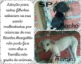 pretinho e brankinha