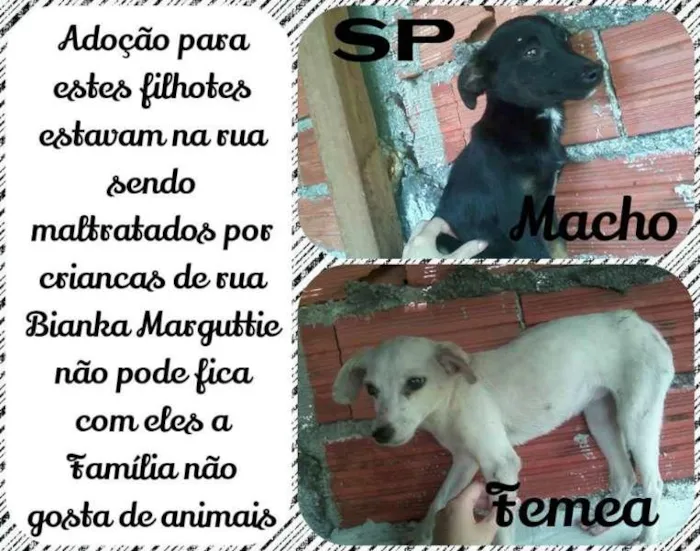 Cachorro ra a vira lata idade 7 a 11 meses nome pretinho e brankinha