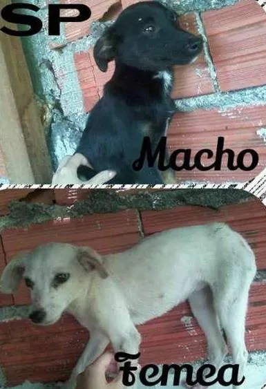 Cachorro ra a vira lata idade 7 a 11 meses nome pretinho e brankinha