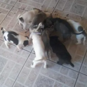 Cachorro raça  idade 2 a 6 meses nome carente