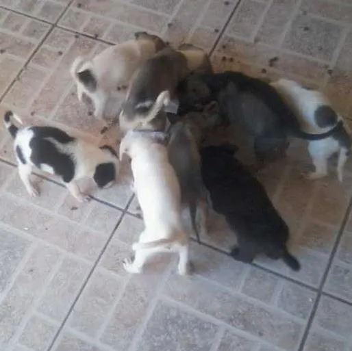 Cachorro ra a  idade 2 a 6 meses nome carente