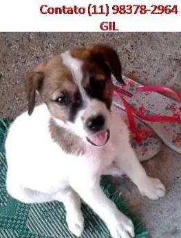 Cachorro raça SRD idade  nome RIQUEZA