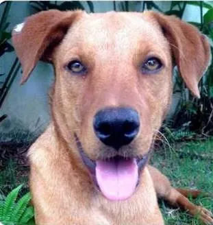 Cachorro ra a SRD idade 7 a 11 meses nome MEL