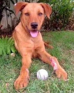 Cachorro raça SRD idade 7 a 11 meses nome MEL