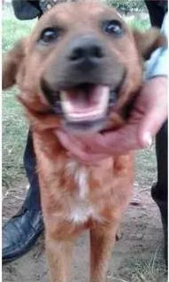 Cachorro raça SRD idade 2 anos nome CARAMELO