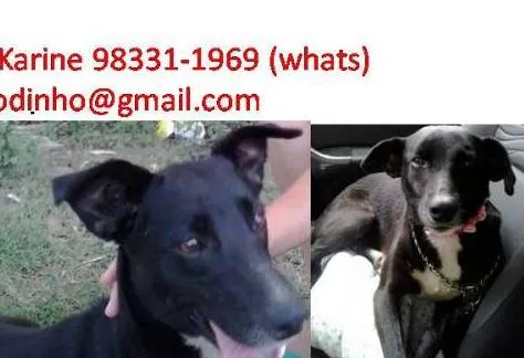 Cachorro ra a SRD idade 3 anos nome NEGRITA