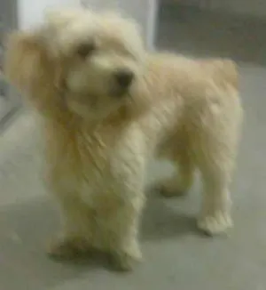 Cachorro raça Poodle idade 4 anos nome Simba