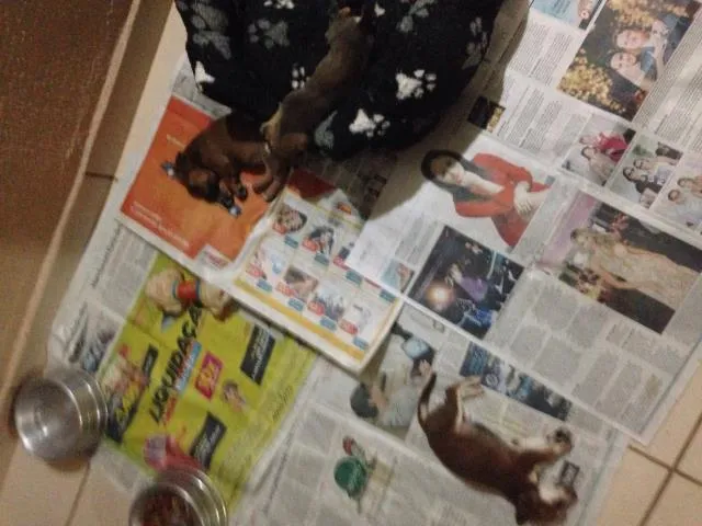 Cachorro ra a Indefinida  idade 2 anos nome Gigi
