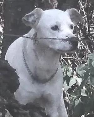 Cachorro raça  idade  nome ????