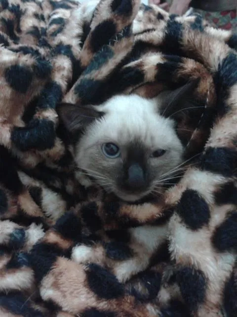 Gato ra a  idade 2 a 6 meses nome sem nome
