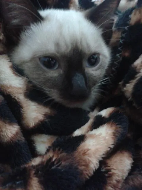 Gato ra a  idade 2 a 6 meses nome sem nome