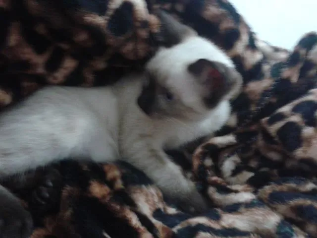 Gato ra a  idade 2 a 6 meses nome sem nome
