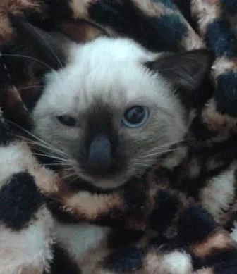 Gato ra a  idade 2 a 6 meses nome sem nome